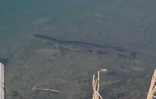 Fishing Report April 26, 2026